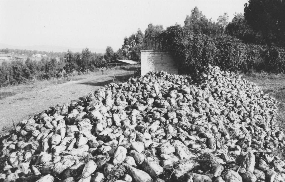 Agricola Cornelia. S.p.A. Sulla coltivazione di un luogo ideale